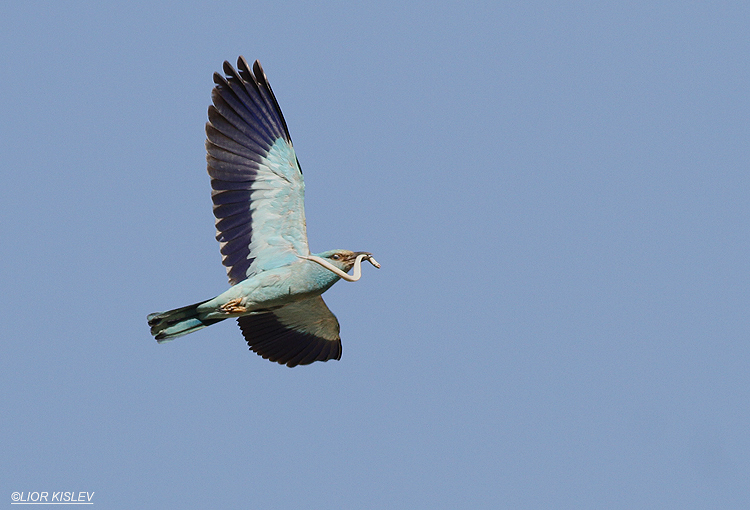 European Roller , Coracias garrulus,Ein-Gev , Jordan valley  ,Israel June 2013.  Lior Kislev